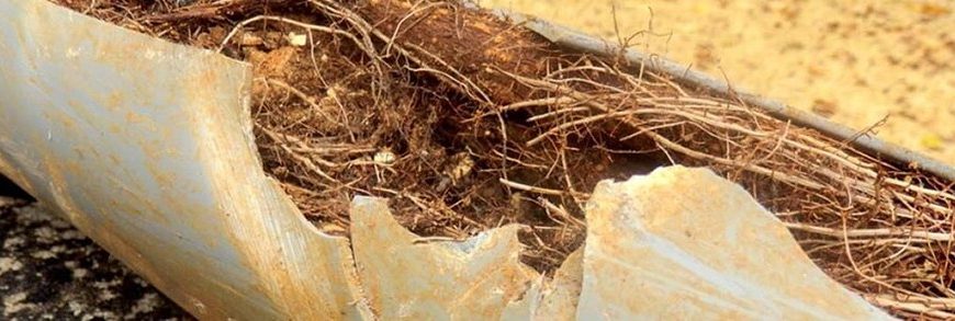 Why You Should Inspect Your Sewer Line For Roots